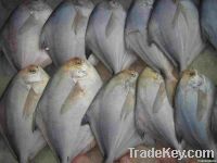 China pomfret fish