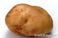 Fresh potatoes, Varieties Holland potato