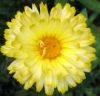 calendula flower importers,calendula flower buyers,calendula flower importer,buy calendula flower,calendula flower buyer,import calendula flower,