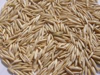 oats seeds