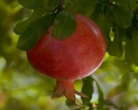 FRESH POMEGRANATE