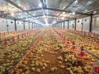 EC POULTRYHOUSE / EC Poultry Equipments