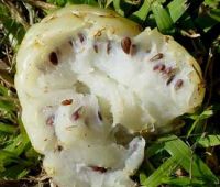 Noni fruit and juice
