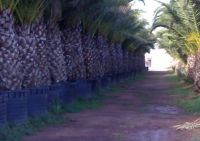 PHOENIX CANARIENSIS PALM TREES