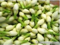 Indonesian Fresh Jasmine Flowerts