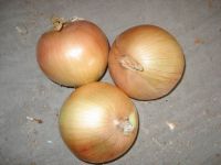 yellow onion