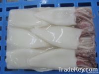 loligo chinensis squid