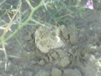 white&brown desert truffles (Saudi Arabia)