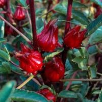 Hibiscus flower