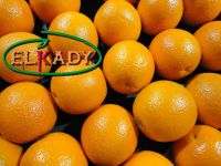 Fresh Navel Orange