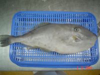 SELL FROZEN RIBBON FISH & LEATHER JACKET FISH