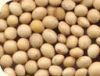 CANADIAN NON-GMO SOYBEANS