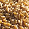 durum