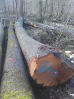 beech logs, red oak logs, 