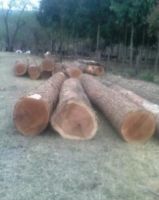 TROPICAL HARDWOODS ON LOGS