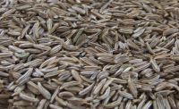 Egyptian Caraway Seeds
