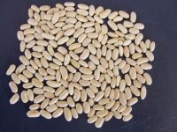 Egyptian White Kidney Beans