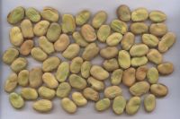 Egyptian Whole Broad Beans