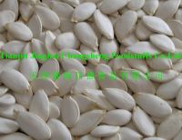 snow white pumpkin seeds