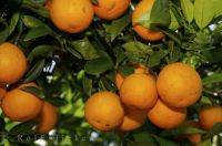 Fresh Oranges