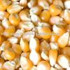 Maize | Maize Exporter | Corn Grain Seller | Maize Buyer | Bulk Maize Grain Importer | Corn bean Buyer | Corn bean Wholesaler | Corn Grain Manufacturer | Best Quality Corn Grain | Cheap Maize Supplier | Low Price Corn | Yellow Corn | White Cron | Baby Mai