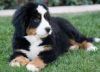 Fine Bernese Mountain Dog For Sale