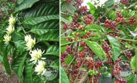 https://www.tradekey.com/product_view/Export-Arabica-Coffee-Beans-Arabica-Coffee-Bean-Importer-Arabica-Coffee-Beans-Buyer-Buy-Arabica-Coffee-Beans-Arabica-Coffee-Bean-Wholesaler-Arabica-Coffee-Bean-Manufacturer-Best-Arabica-Coffee-Bean-Exporter-Low-Price-Arabica-Coffee-Beans--766665.html