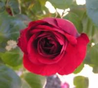 garden fresh red roses