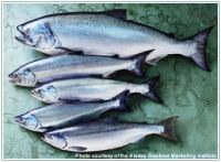 Wild Alaskan Salmon Fillets