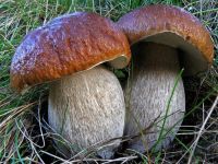 Dried porcini mushrooms