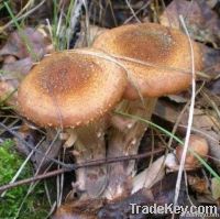 https://fr.tradekey.com/product_view/Armillaria-Mellea-5502654.html