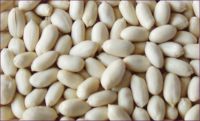 BLANCHED PEANUT KERNELS