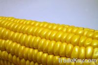 GMO Yellow Corn Grade #2
