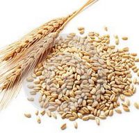 Soft Wheat