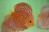 Discus Fish