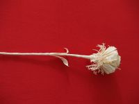 dried corn leaves flowers