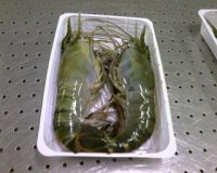 HOSO FRESH WATER SHRIMP