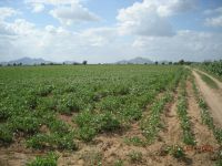 agriculture land, hotel, resort