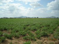 https://jp.tradekey.com/product_view/10000-Acre-Land-For-Lease-Andsale-In-Rajasthan-788965.html