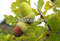 Oak nut