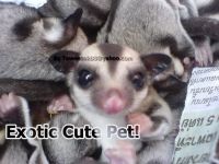 Suger Glider