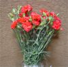 Fresh Cut Standart Carnations