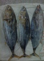 WHOLE ROUND SKIPJACK TUNA FISH