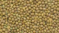 Soybeans (Transgenic - GMO ) from Southern Brazil