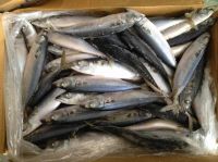 2022 new catching fresh frozen mackerel pacific mackerel scomber japonicus good quality lower price