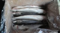 2024 new catching wholesale fresh frozen grey mullet fish