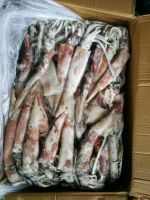 hot sale fresh frozen squid illex squid indian squid giant squid pacificus squid
