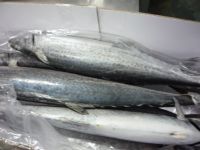 fresh frozen spanish mackerel king mackerel for sale