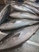 frozen yellow tail fish first quality best price for sale