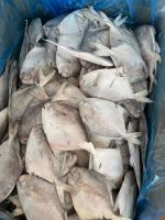 hot sale fresh frozen silver pomfret while pomfret high quality good price